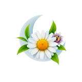 Camomila